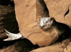 大旱祈雨，鱼已如此 人何以堪？！