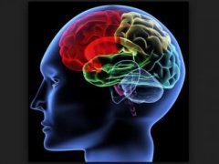 科学家发现 大脑脂肪或有助人类智慧进化