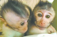 转基因猴子 被成功植入自闭症病毒