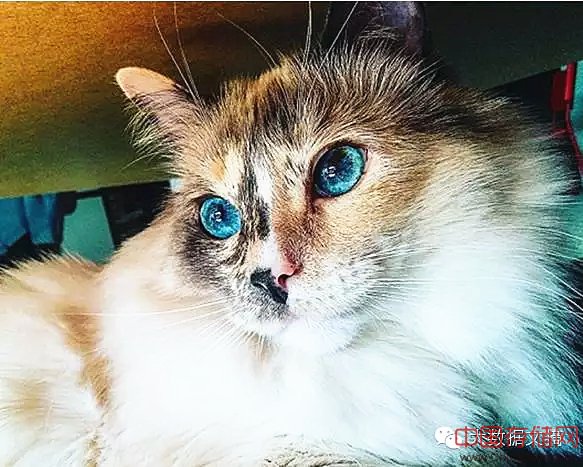 16万Facebook数据告诉你,单身狗更爱养猫 16万Facebook数据告诉你,单身狗更爱养猫