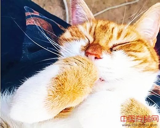 16万Facebook数据告诉你,单身狗更爱养猫 16万Facebook数据告诉你,单身狗更爱养猫