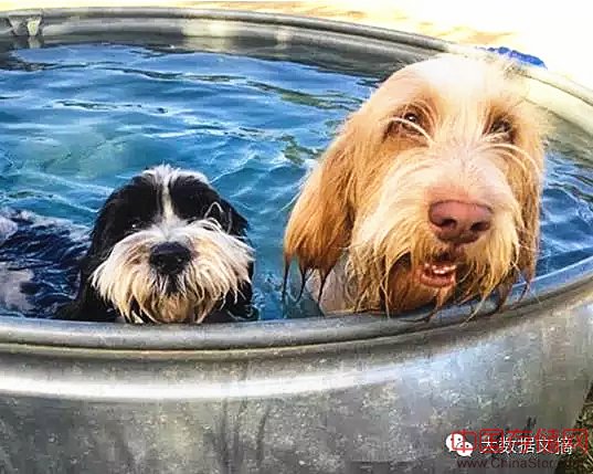 16万Facebook数据告诉你,单身狗更爱养猫 16万Facebook数据告诉你,单身狗更爱养猫