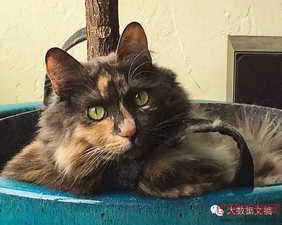 16万Facebook数据告诉你,单身狗更爱养猫 16万Facebook数据告诉你,单身狗更爱养猫