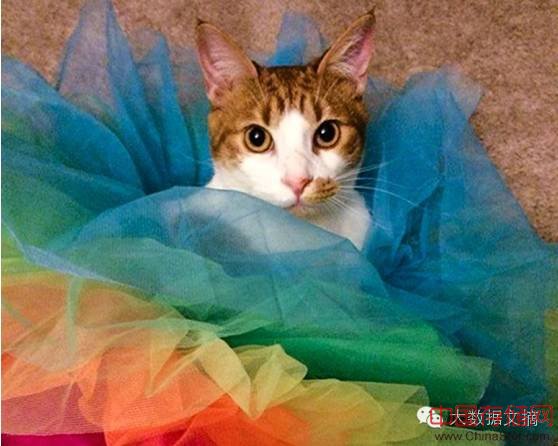 16万Facebook数据告诉你,单身狗更爱养猫 16万Facebook数据告诉你,单身狗更爱养猫