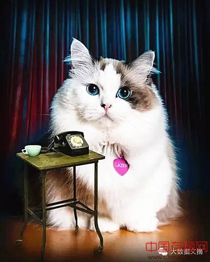 16万Facebook数据告诉你,单身狗更爱养猫 16万Facebook数据告诉你,单身狗更爱养猫