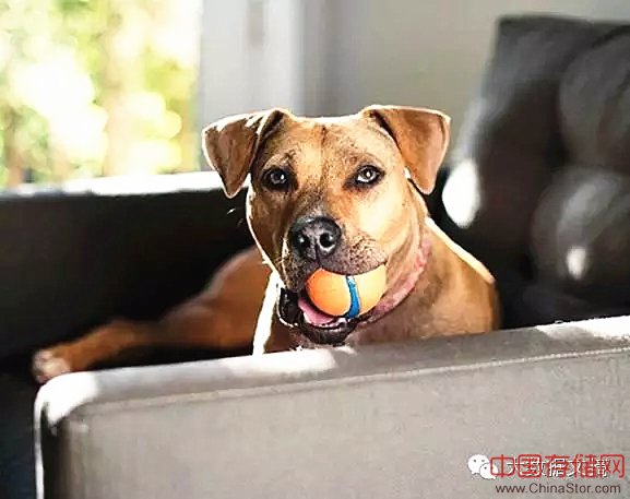 16万Facebook数据告诉你,单身狗更爱养猫 16万Facebook数据告诉你,单身狗更爱养猫
