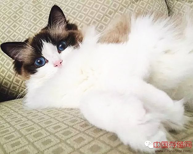 16万Facebook数据告诉你,单身狗更爱养猫 16万Facebook数据告诉你,单身狗更爱养猫
